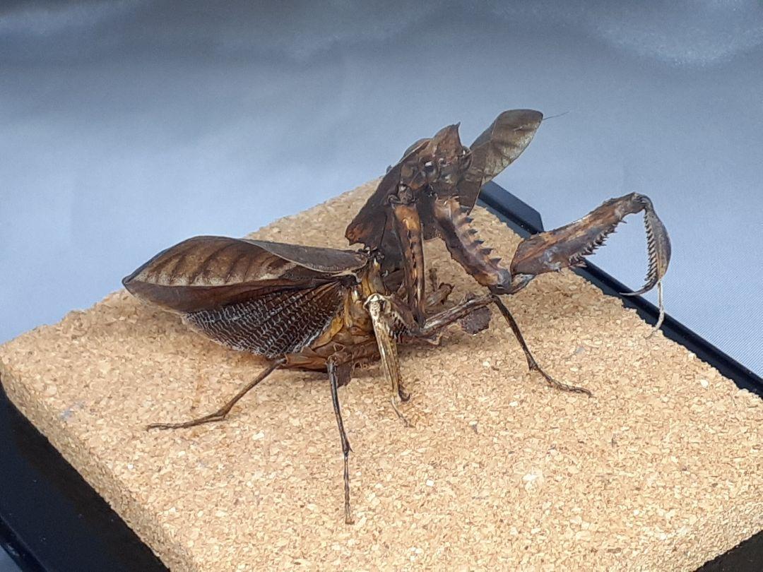 マオウカレハカマキリ雌 立体標本 魔王枯葉 - メルカリ