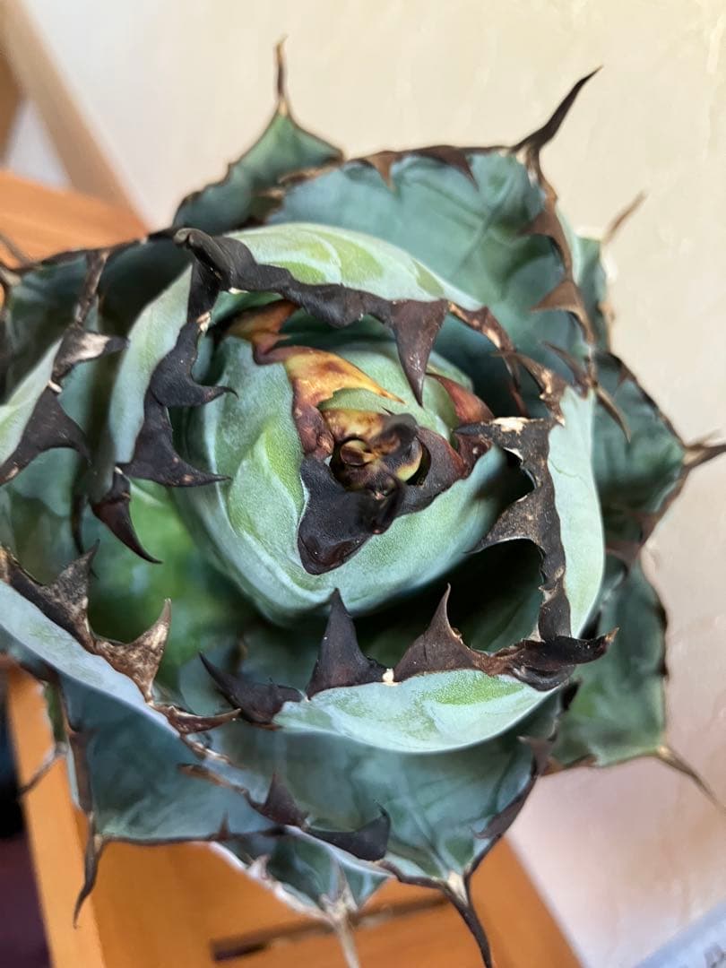 アガベ ブラック-ブルー ボールタイプ 親株 子株2付き 鉢のまま発送目立った傷や汚れなし YUZUMIYA_COM