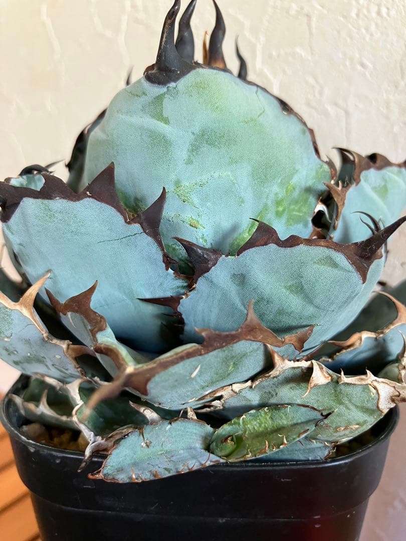 鉢のまま発送目立った傷や汚れなし