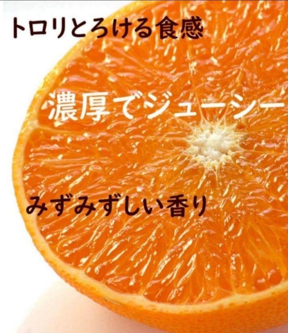 愛媛【紅まどんな】ゼリーな柑橘類（2~3L 12~10玉3kg ) お歳暮 お供