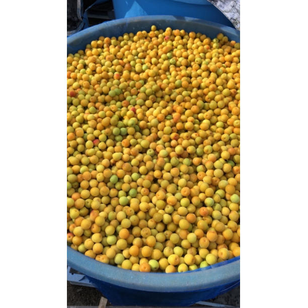 農家直送！紀州南高梅 樽 10000g つぶれ梅 無添加 和歌山 紀州 白梅 ☆農家直送！紀州南高梅 樽 10000g つぶれ梅 無添加 和歌山 紀州