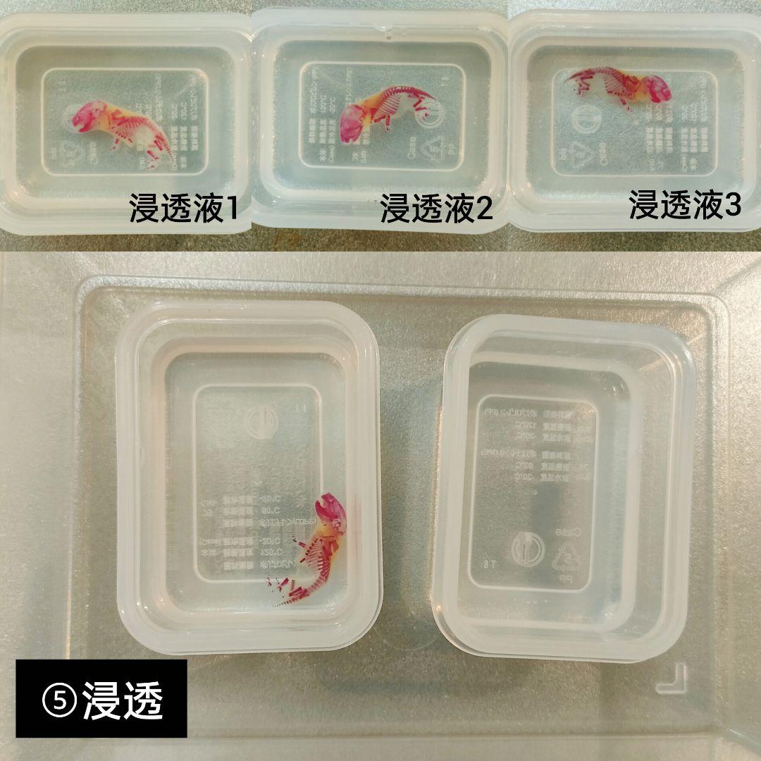 限定販売☆オリジナル商品【透明標本作製キット】全17点 - メルカリ