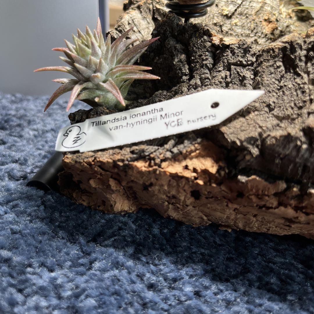 T.ionantha van-hyningii Minor YCB タグ有り T.ionantha van-hyningii Minor YCB タグ有り - メルカリ