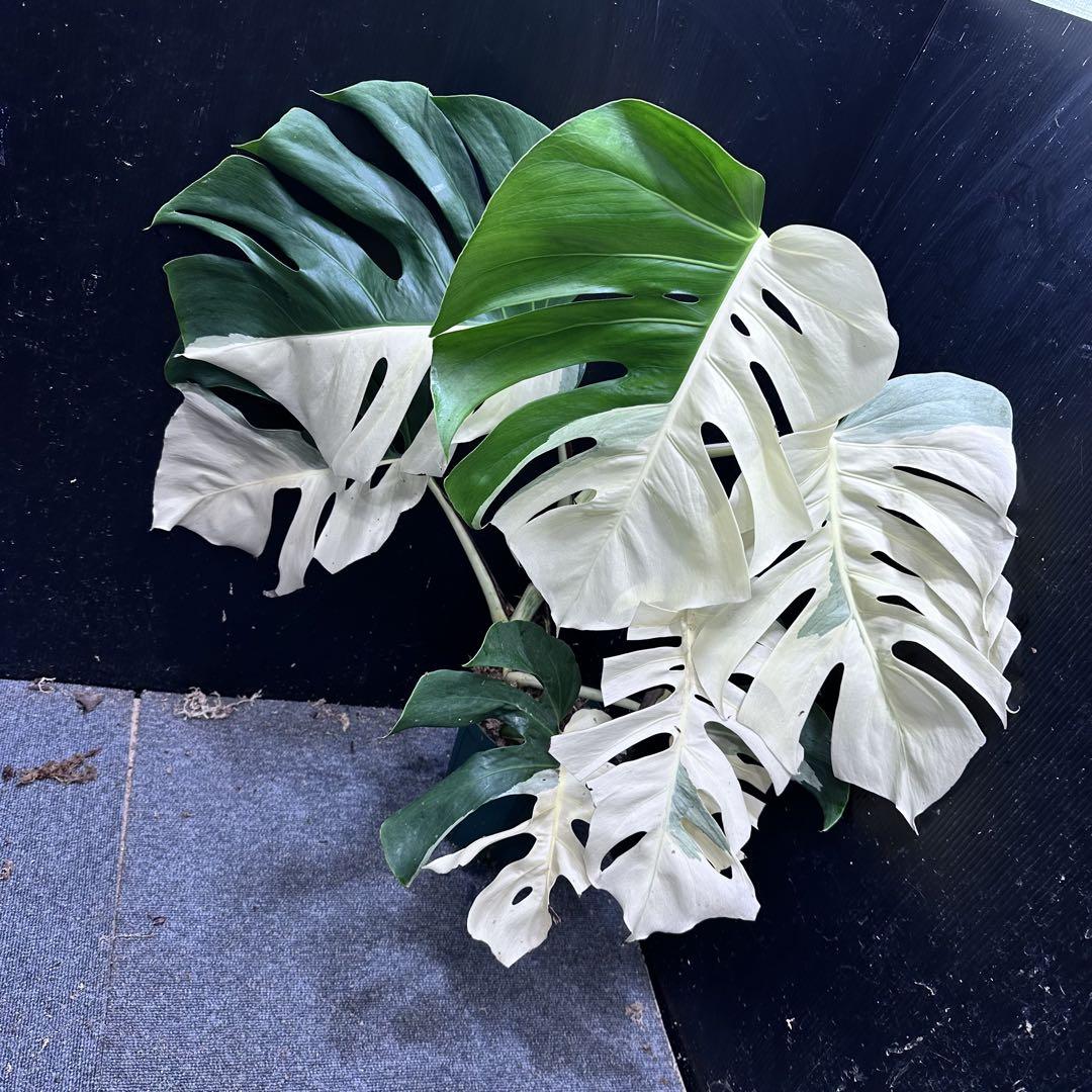 極美斑入り モンステラ ホワイトタイガー 47cm 希少 人気 観葉植物 モンステラ ホワイトタイガー」の人気商品一覧 | 安い商品を通販