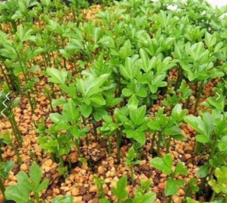 からたち（枳殻）の苗木　農薬不使用　実生苗　2０0本セット