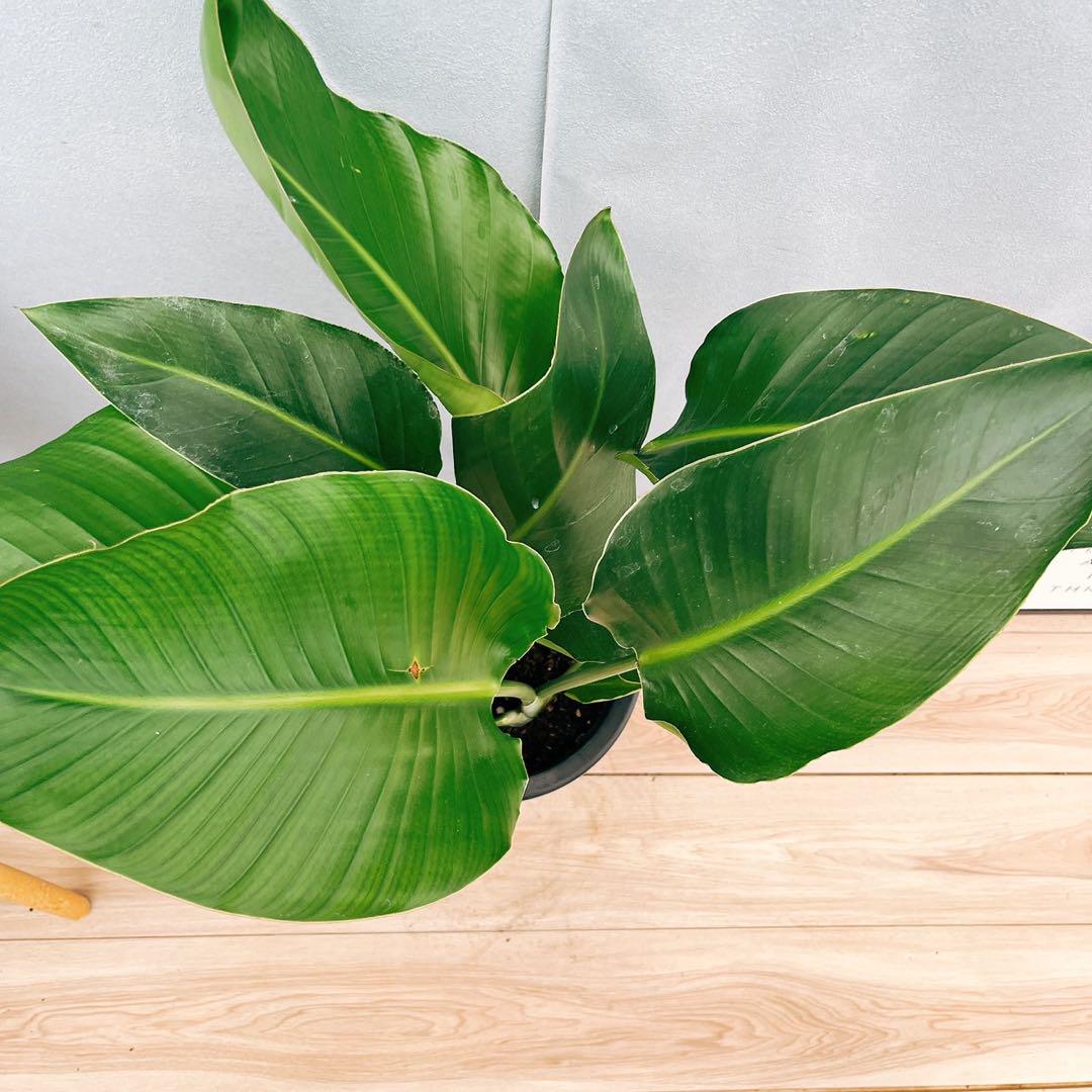 ［現品］97番　ストレリチアニコライ　オーガスタ　8号　観葉植物　大型　室内