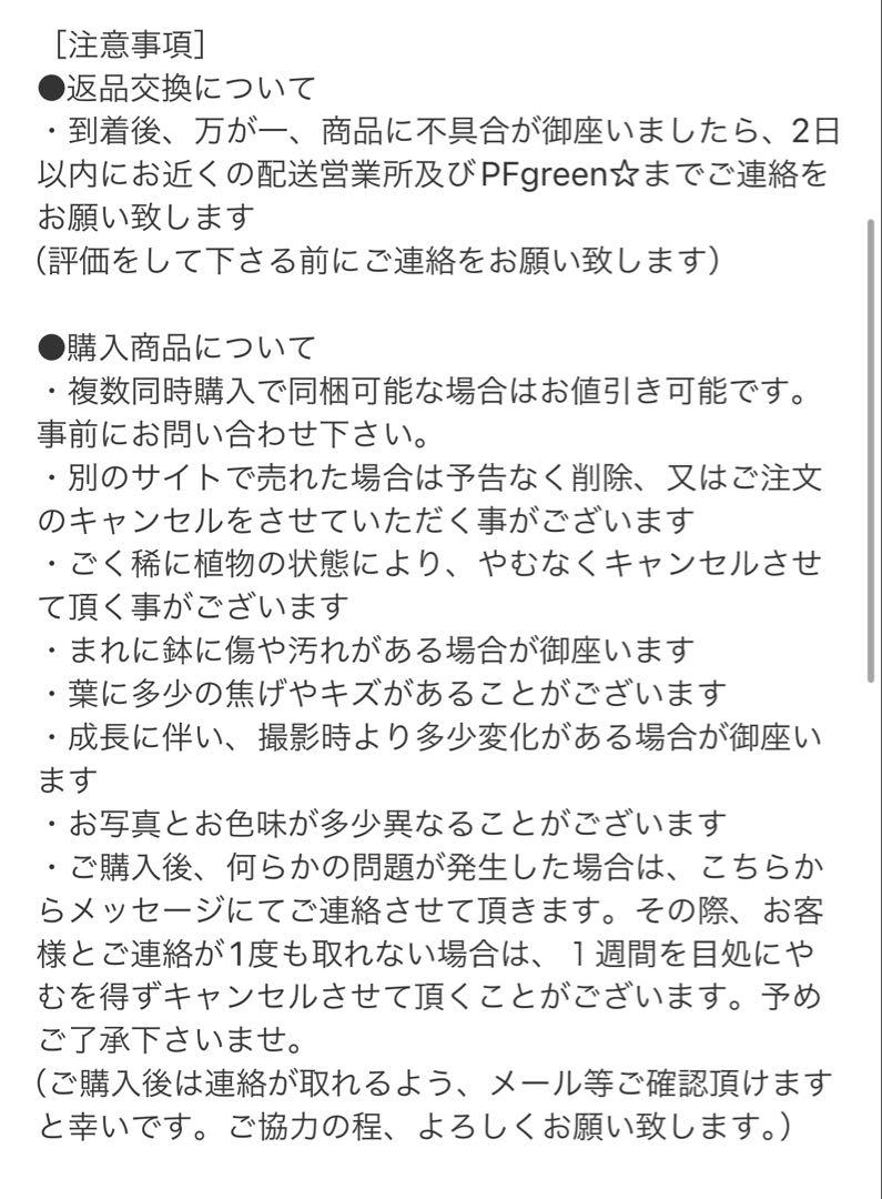 ［現品］97番　ストレリチアニコライ　オーガスタ　8号　観葉植物　大型　室内
