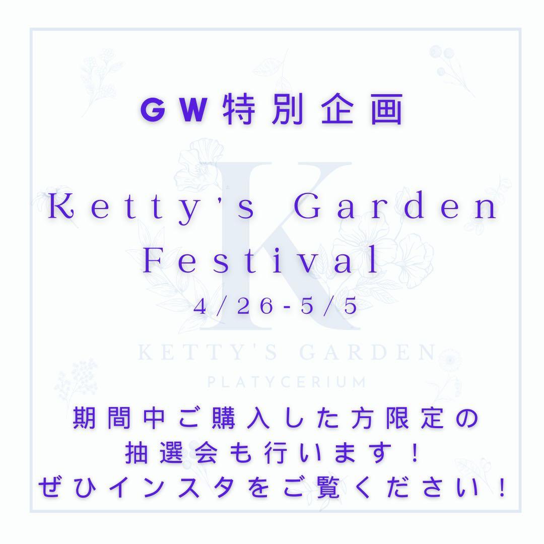 ビカクシダ P.willinckii OMG spore 1