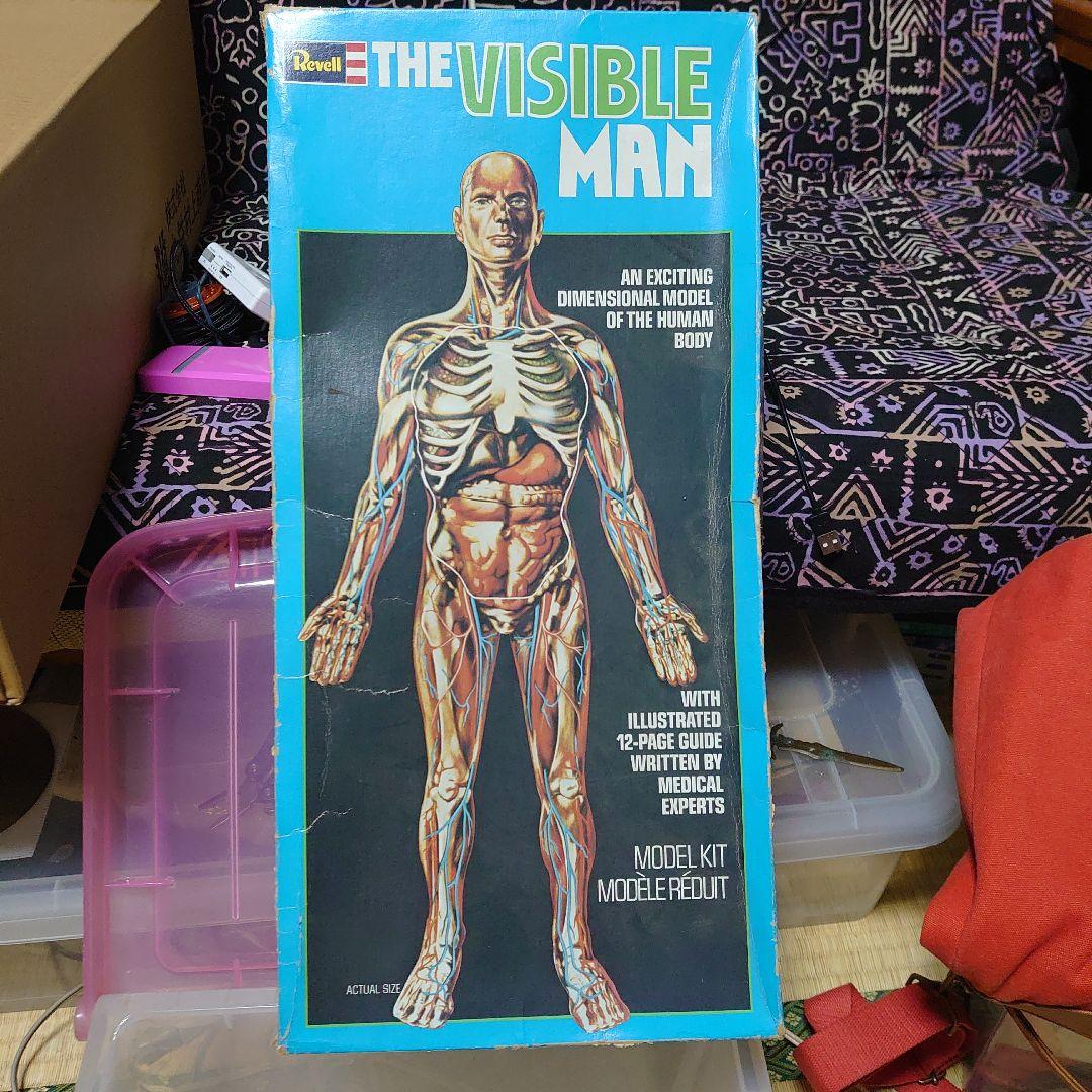 値下げ Revell The Visible Man 人体模型 アメリカレベル