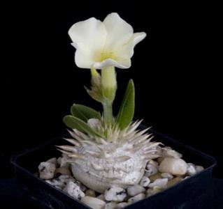 新着！ □ パキポディウム 白花 恵比寿笑い 種子5粒 ① - メルカリ