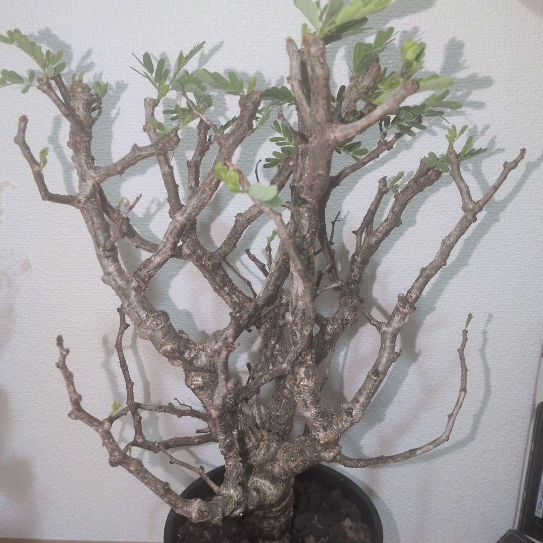 センナ メリディオナリス