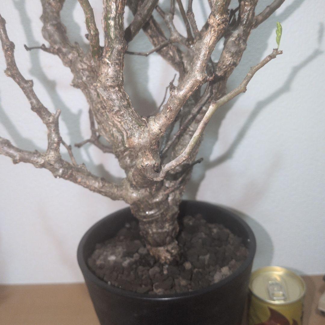 センナ メリディオナリス 大株 鉢付きやや傷や汚れあり YUZUMIYA_COM