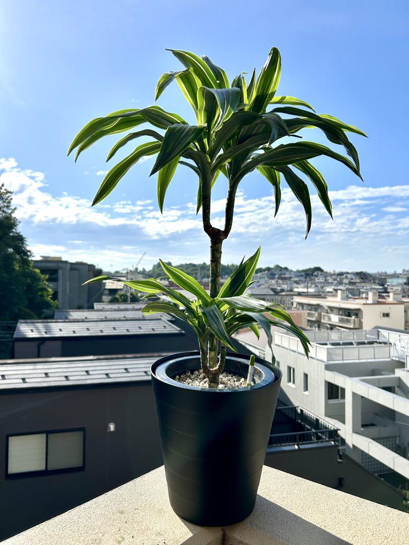 【引き取り限定】【美形】破格！夏にぴったり　爽やかレモンライム　ドラセナ