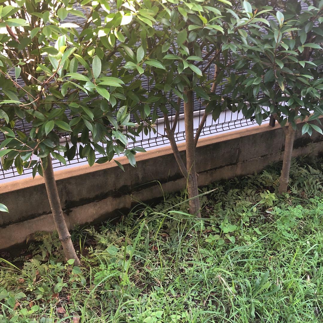 アカメ　レッドロビン　5本まとめ売り