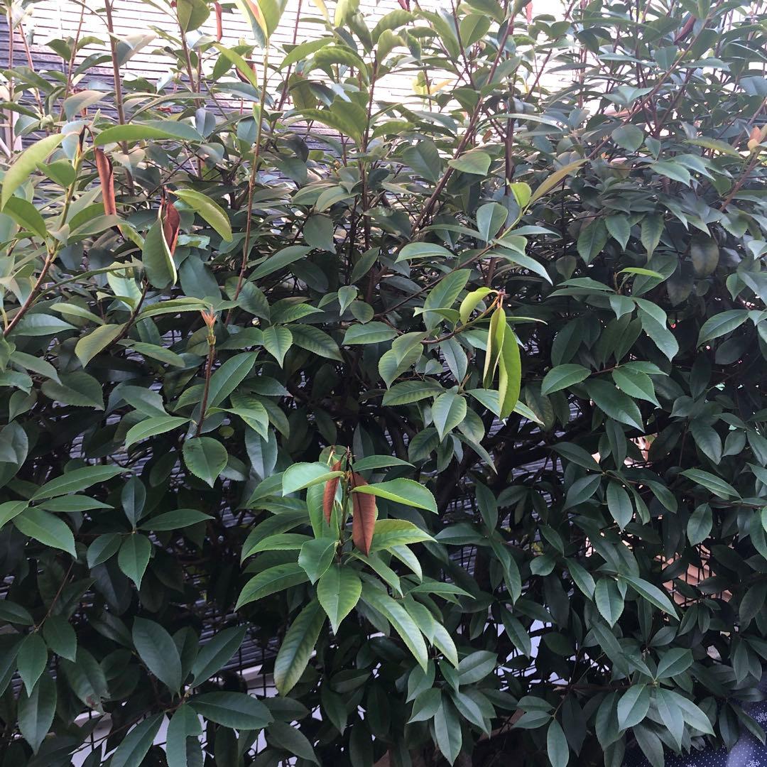 アカメ　レッドロビン　5本まとめ売り