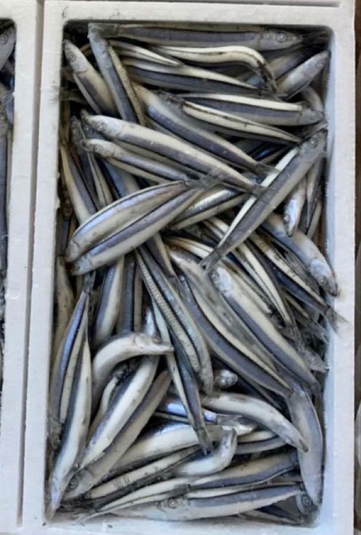 釣り餌 冷凍 キビナゴ 7kg 500g×14 きびなご 冷凍餌新品、♥