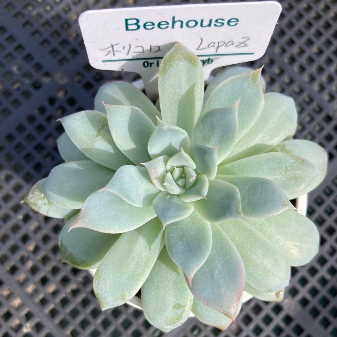メルカリ便発送 beehouse