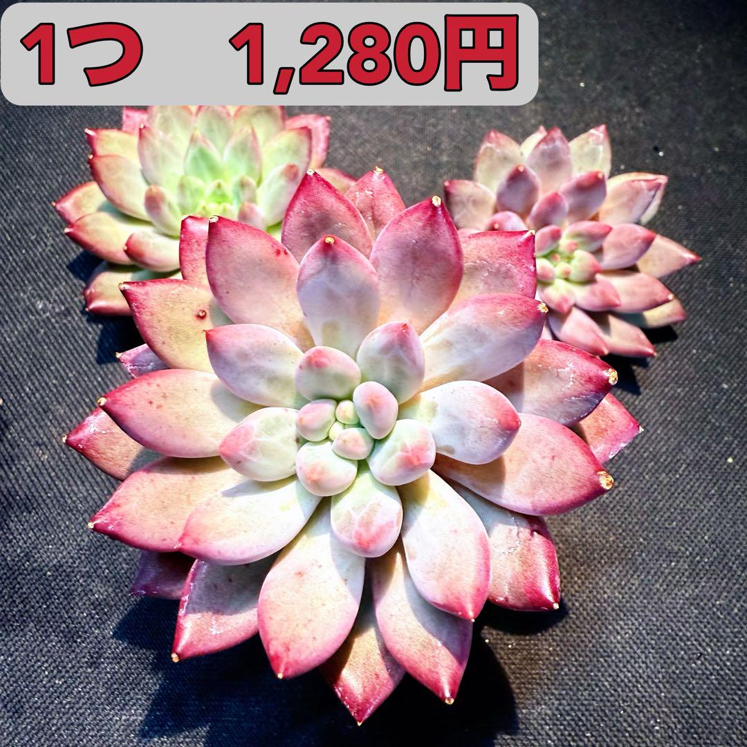 正規品 749.多肉植物＊おらいさん苗8種【根付き苗】【メルカリ便 エケベリア・セダム