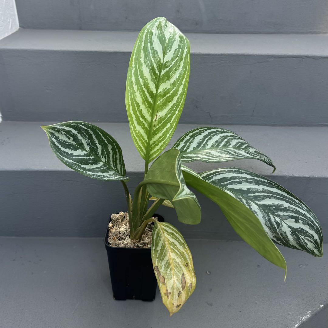 アグラオネマ ニティドゥム カーティシー 観葉植物 LEON レオン