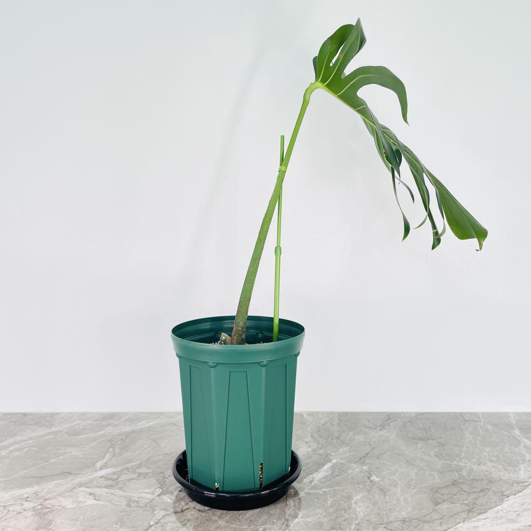 モンステラ デリシオーサ スケルトン Monstera Skeleton 極希少