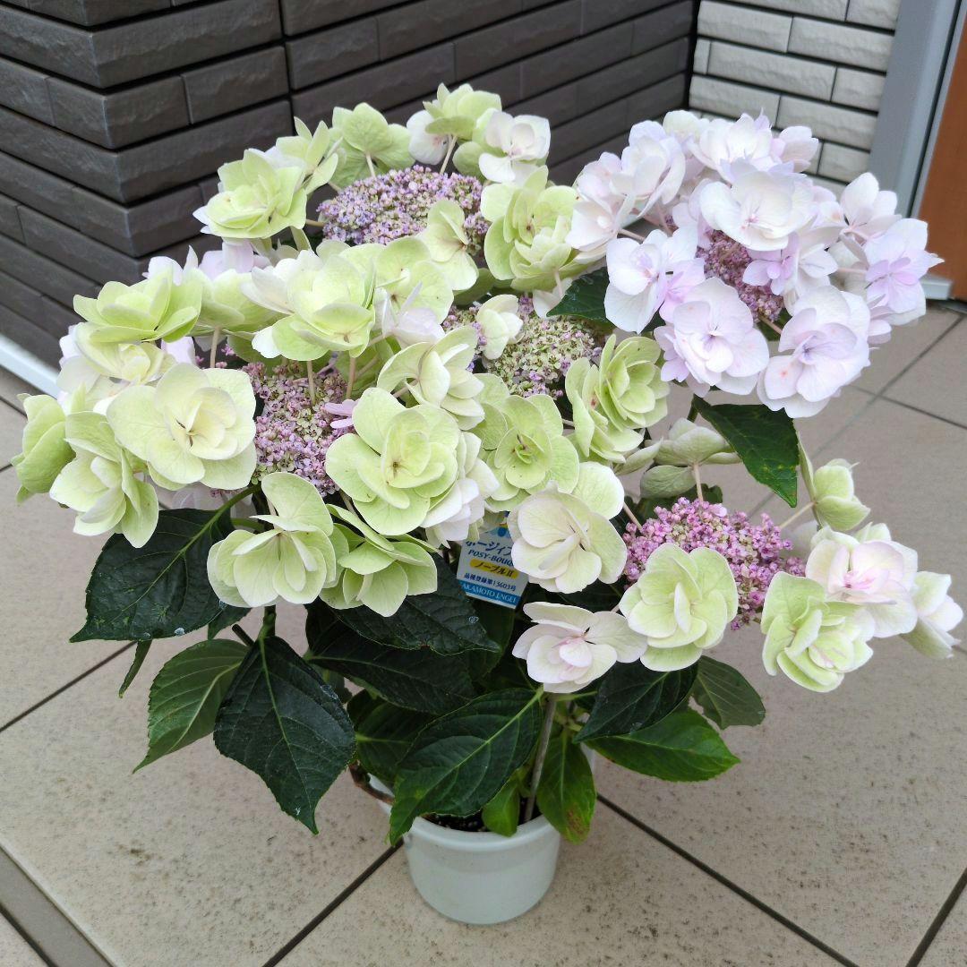 紫陽花 アジサイ ケイコ ブルー、ポージィブーケ ノーブルⅡ 2