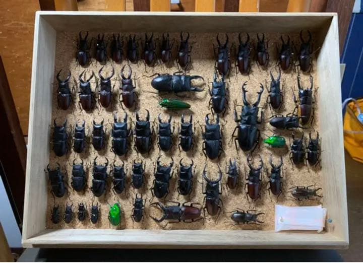 昆虫標本 | contifarma.pe