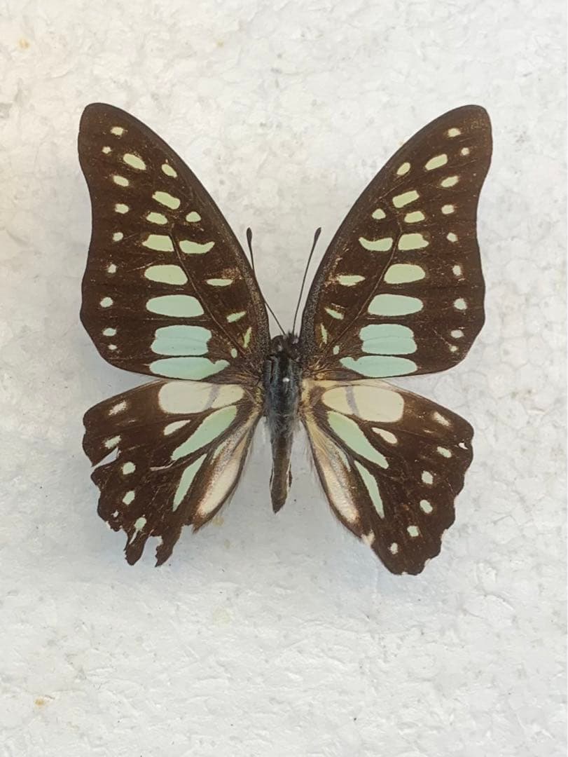 ブティック割引 Graphium chironides 蝶標本 昆虫標本