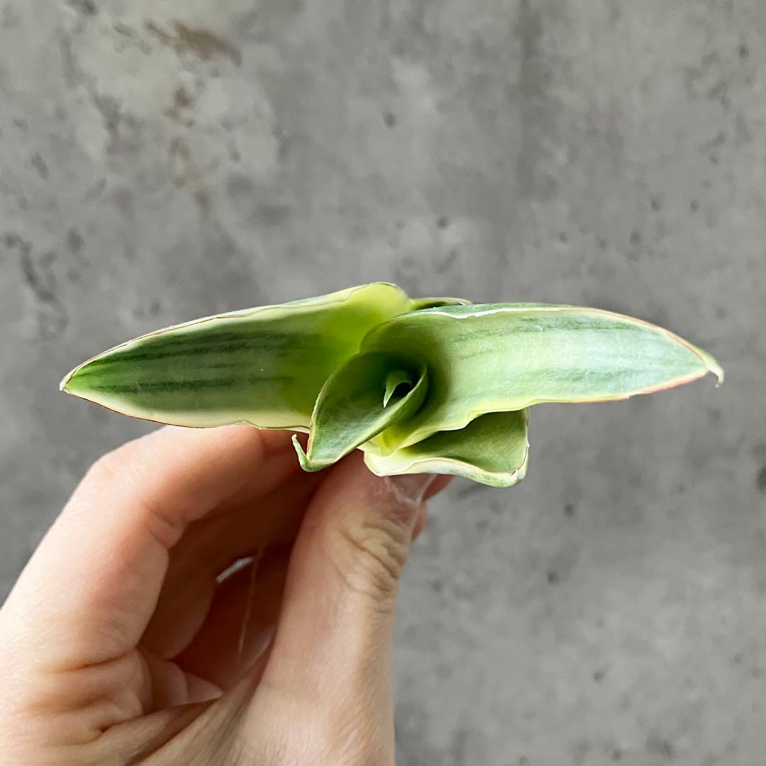 S10427 ☆オークション販売☆ サンスベリア スノーホワイト 極上斑入り