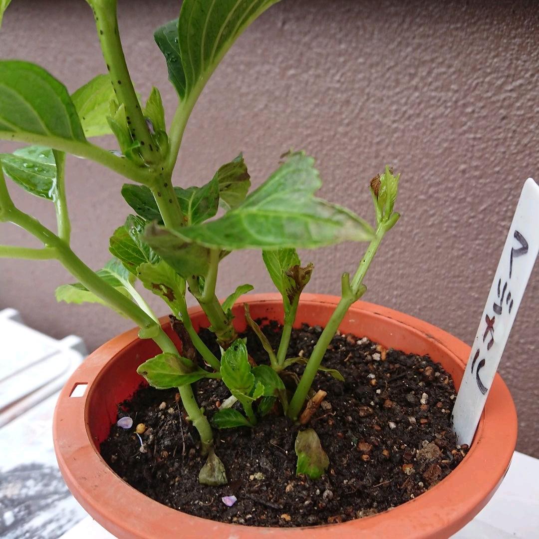 紫陽花 挿し木苗 マジカルシリーズ 名前不明 メルカリ 紫陽花 挿し木苗 マジカルシリーズ 名前不明 メルカリ