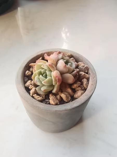 エケベリア 寄せ植え コンクリート鉢