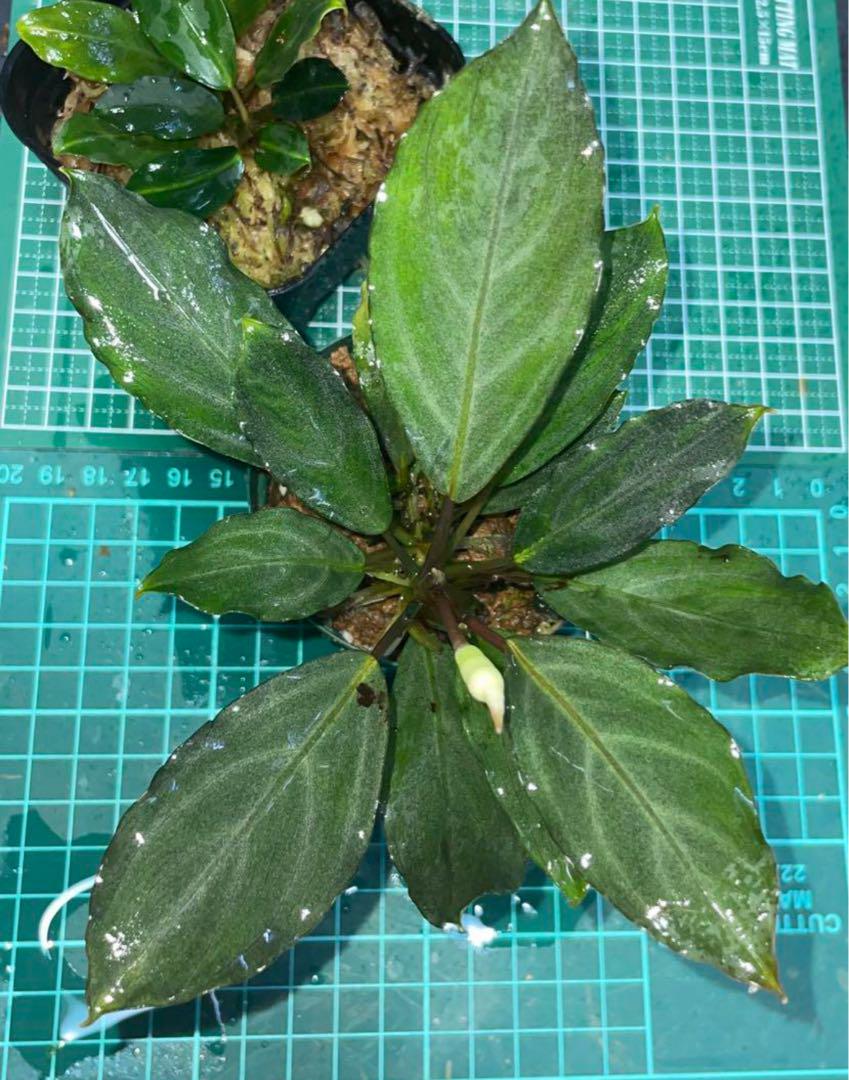 Bucephalandra sp.Pearl gray[TB]