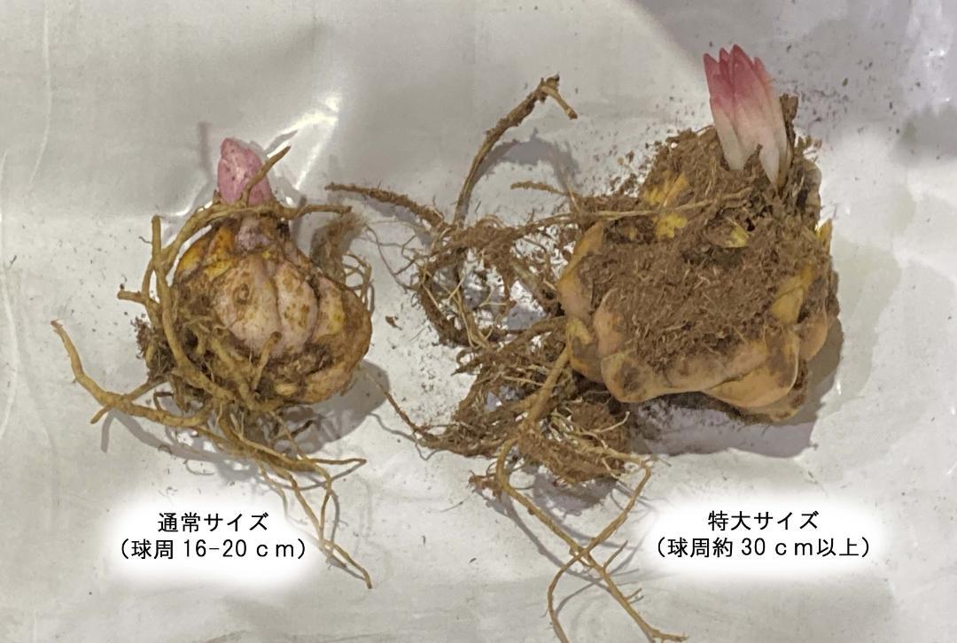 球周約30㎝‼ 特大球 黄色のオリエンタル百合 1球 - メルカリ