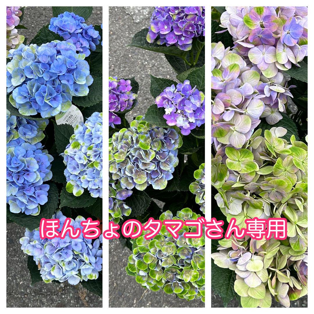 【専用商品】　アジサイ　6種8鉢　紫陽花 アジサイ 5寸6種8鉢 紫陽花 鉢花