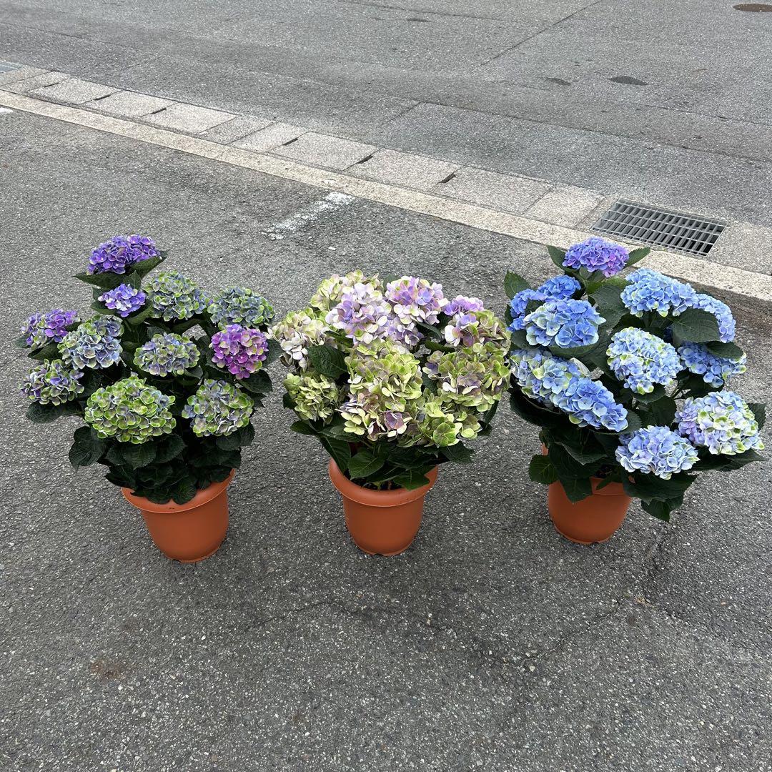 【専用商品】　アジサイ　8寸3鉢　紫陽花 専用商品】 アジサイ 8寸3鉢 紫陽花 - メルカリ