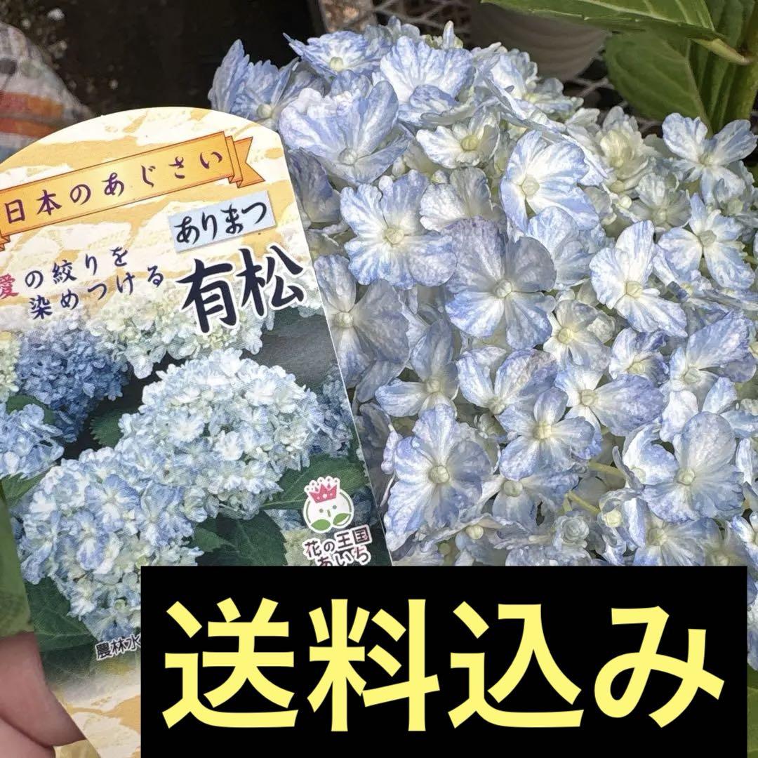 紫陽花　有松5寸株