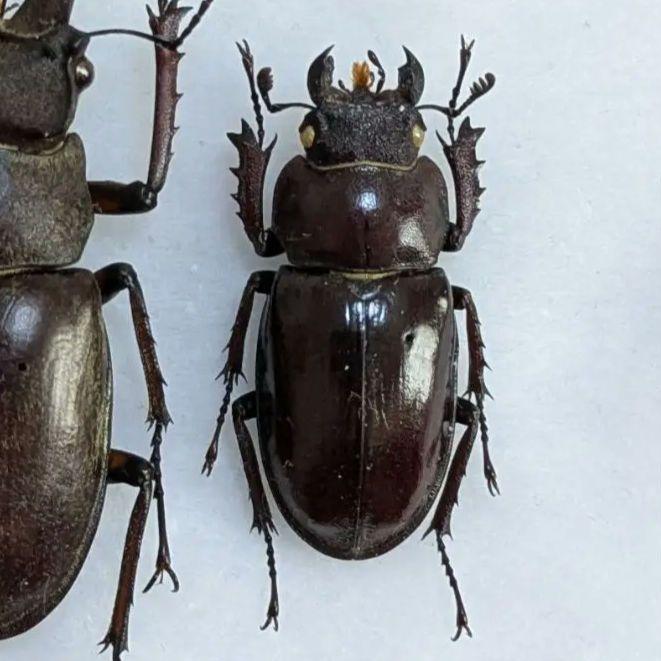昆虫標本】ミクラミヤマクワガタ 標本 野生 ワイルド 黄紋型