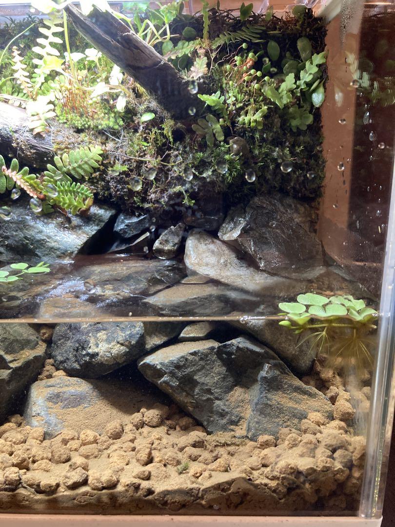 ma.san限定　メダカの水槽｜レイアウト済みメダカリウム