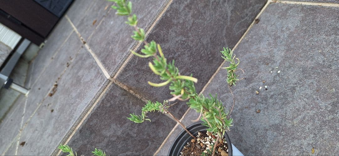 ラベンダー　苗2種セット➃⑪