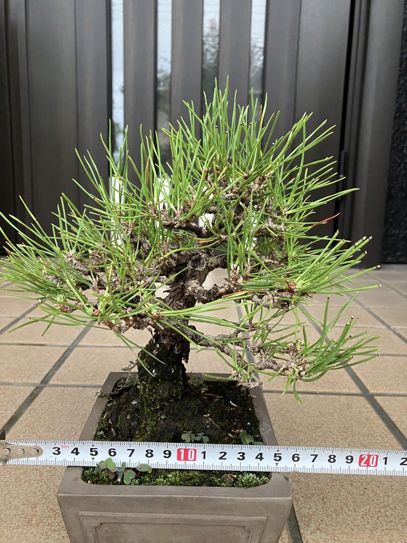 新春 小品盆栽