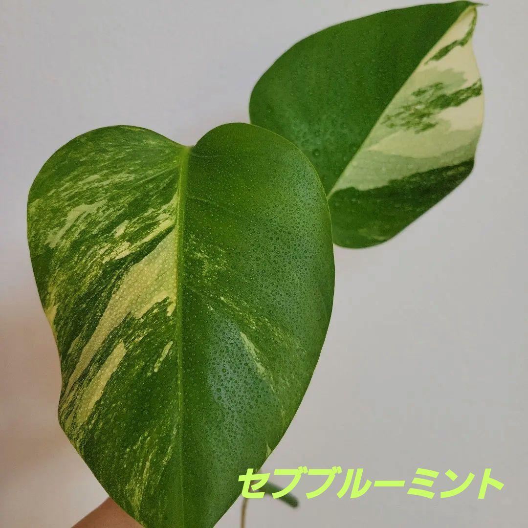 斑入りモンステラ☆超希少高級品最高セブブルーミントフルミントトップカット