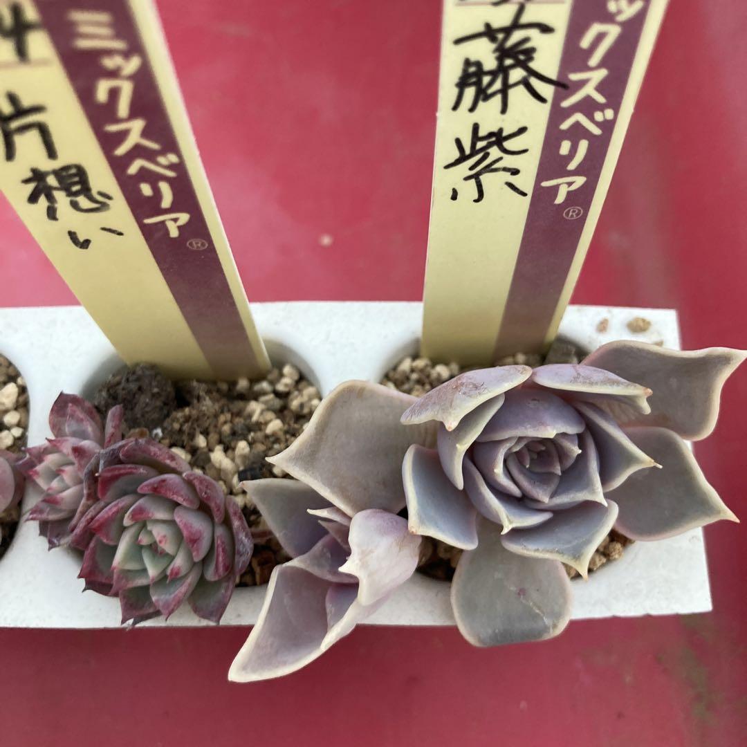749.多肉植物＊おらいさん苗8種【根付き苗】【メルカリ便