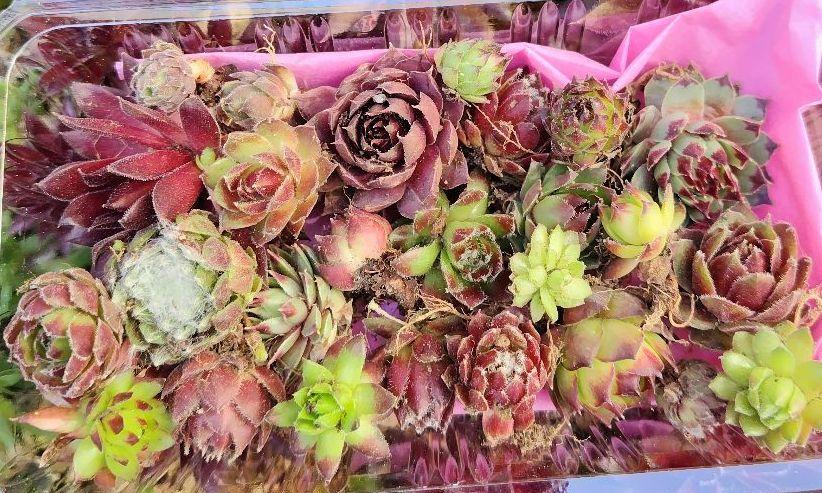 ★専用★おまかせお名前付８０サイズ センペル センペルビウムセット 多肉植物 花 多肉植物 センペル センペルビウムおまとめセット1563 花 苗