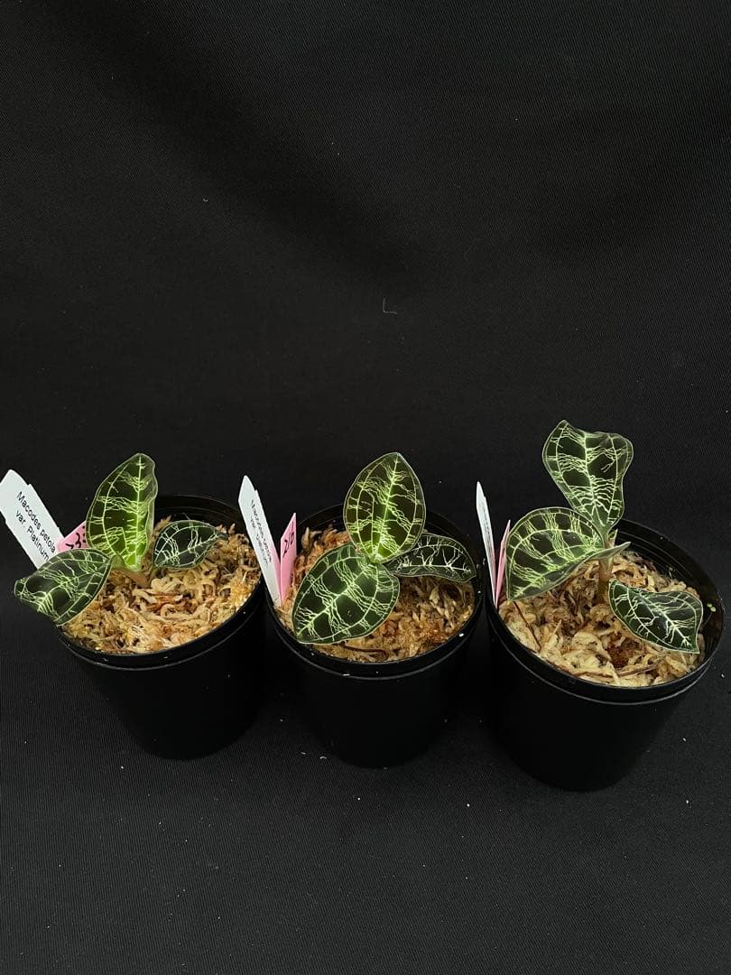 マコデス ペトラ