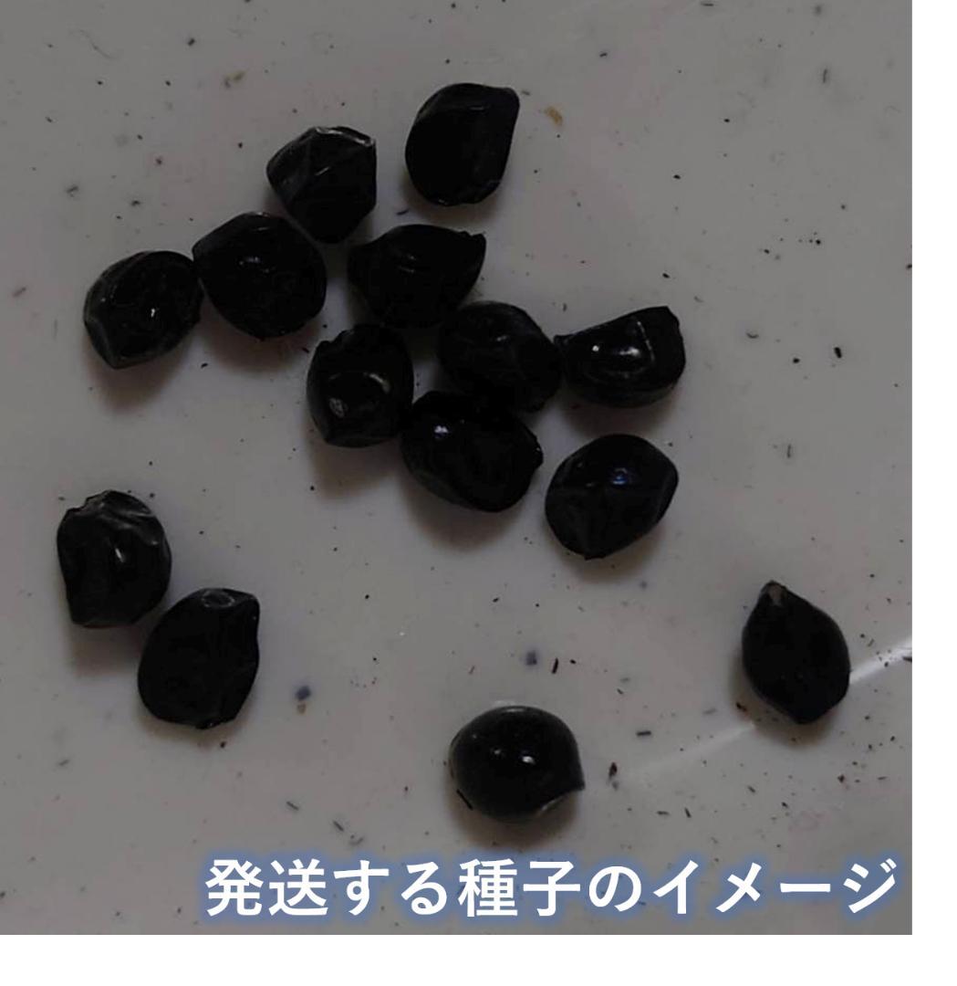 ゼンテイカ 2025年6月自家採取種子 20粒＋α - メルカリ