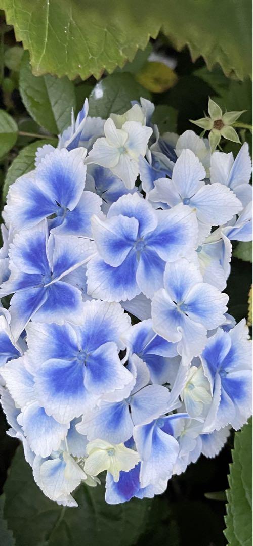 アジサイ　紫陽花　超美しいアジサイ　開花終了剪定済み　5号鉢