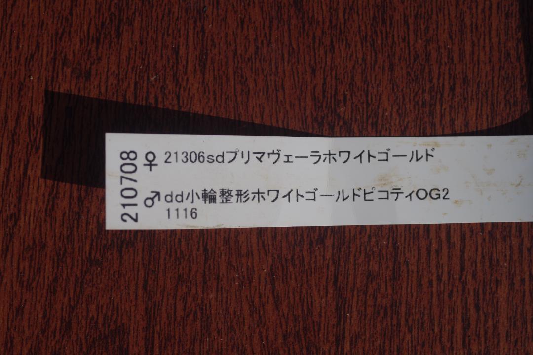 7803 認定！プリマヴェーラゴールド　クリスマスローズ開花　加藤農園