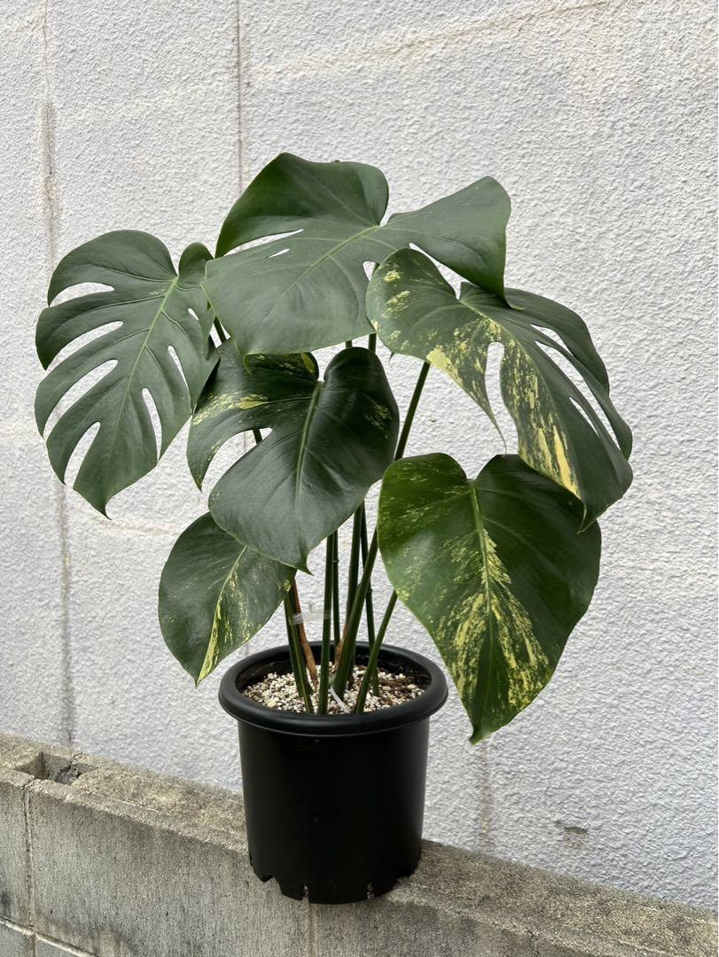 モンステラ　デリシオーサ　黄斑入り