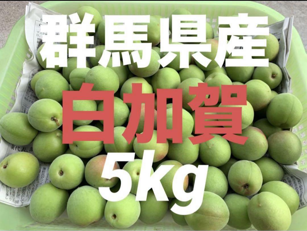群馬県産 白加賀 5kg 青梅 予約販売