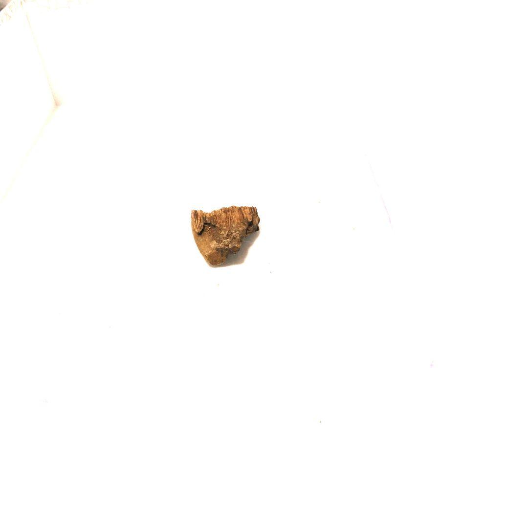 伽羅　白皮緑油　香木　2.0 g