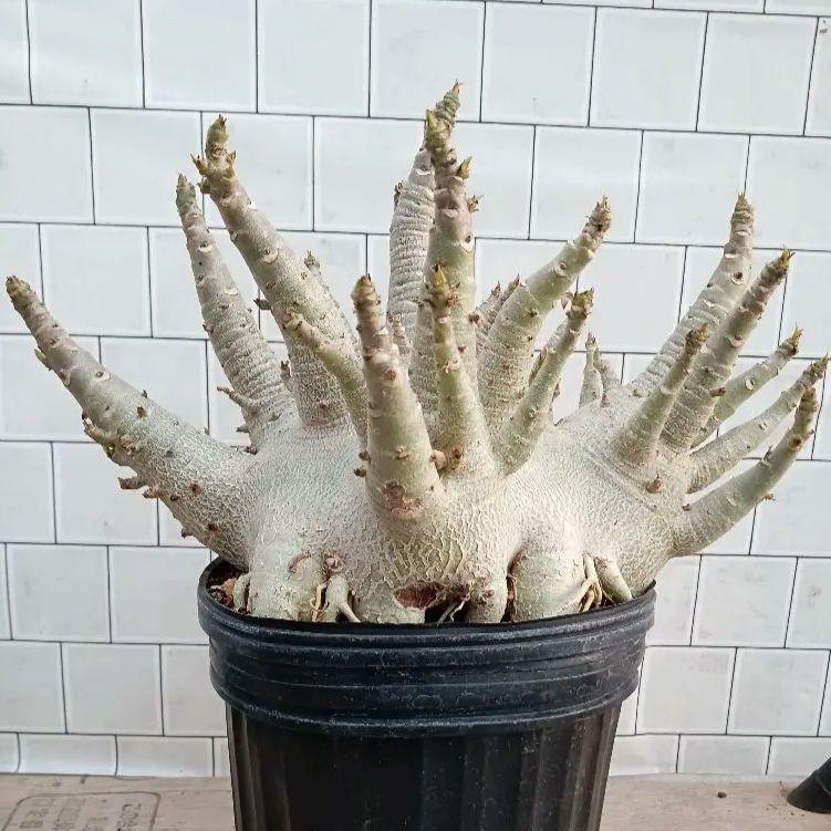 o31 アデニウム ドワーフ 塊根植物 塊根周り49cm